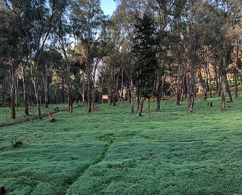 monte pellegrino, mountain forest, in palermo city