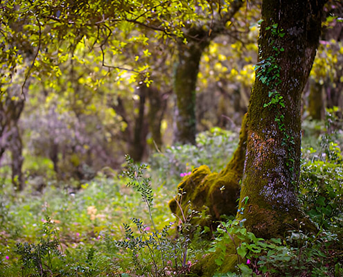 ficuzza forest and parks near palermo nature